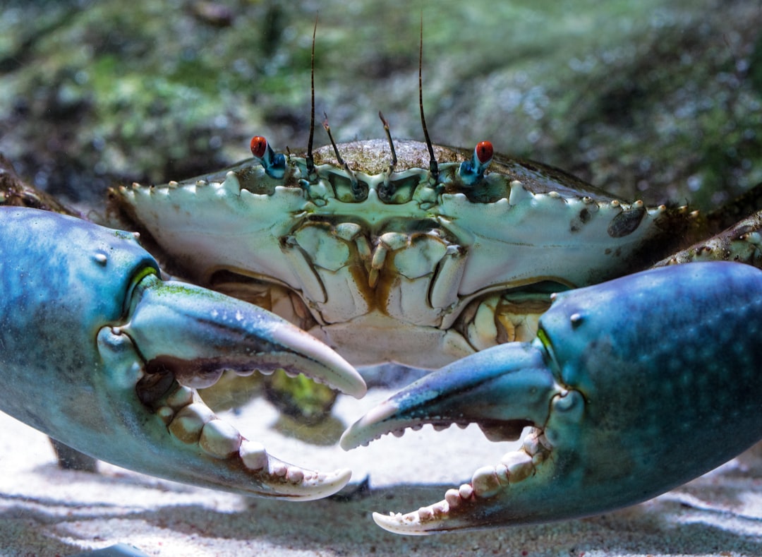 Storming Crab: A Delicious Seafood Adventure